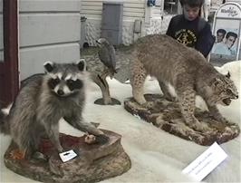 These stuffed animals look very attractive, but Kieron, like the rest of us, does not really like to see animals stuffed